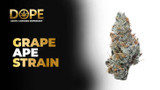 Grape Ape Strain 2025: Effects, Flavor & Growing Guide