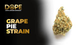 Grape Pie Strain Review | Sweet Flavor & Relaxing Effects