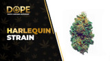 Harlequin Strain Review: CBD Effects & Flavor Guide