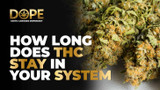 How Long Does THC Stay in Your System: 2025 Guide & Facts How Long Does THC Stay in Your System: 2025 Guide & Facts