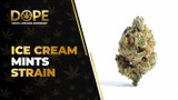 Ice Cream Mints Strain Review: Flavor, Effects & THC