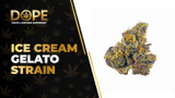 Ice Cream Gelato Strain Review: Flavor, Effects Guide