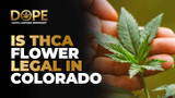 Is THCA Flower Legal in Colorado? Laws, Safety & Tips Is THCA Flower Legal in Colorado? Laws, Safety & Tips