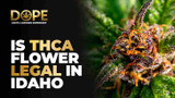 Is THCA Flower Legal in Idaho? State Laws Explained