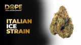 Italian Ice Strain Review | Effects, Flavor & Grow