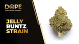 Jelly Runtz Strain Review: Effects, Flavor & THC Guide Info