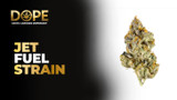 Jet Fuel Strain Review | Diesel Flavor, Effects & Grow