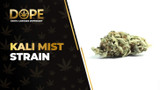 Kali Mist Strain Review: Spicy Flavour & Uplifting Effects