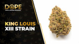 King Louis XIII Strain Review: Effects, Flavor & THC