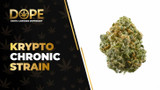 Krypto Chronic Strain: Flavor, Effects & Genetics