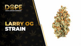 Larry OG Strain Review: Flavor, Effects & Potency Guide
