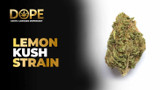 Lemon Kush Strain: Review, THC Levels, Effects and More | Dope