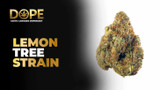Lemon Tree Strain Review | Citrus Flavor & Effects