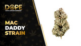 Mac Daddy Strain: Flavor, Effects, Genetics & THCA Flower