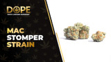 Mac Stomper Strain: Flavor, Effects, Genetics & THCA