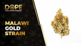Malawi Gold Strain Review: Energetic African Sativa