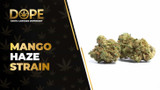 Mango Haze Strain Review: Sweet Mango & Uplifting Effects