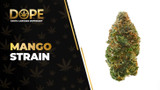 Mango Strain Review: Tropical Flavour & Relaxing Effects