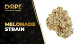 Melonade Strain Review: Sweet Flavour & Uplifting Effects
