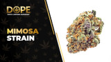 Mimosa Strain Review: Citrus Flavor & Uplifting High