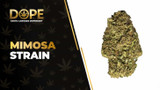 Mimosa Strain Review: Citrus Flavor & Uplifting Effects