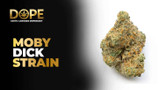 Moby Dick Strain 2025: Effects, Flavor & Grow Guide
