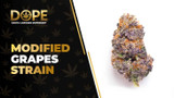 Modified Grapes Strain Review: Flavor, Effects & THC