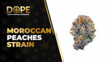 Moroccan Peaches Strain: Flavor, Effects & Genetics