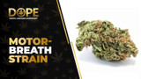 Motor Breath Strain Review: Potent Diesel & Relaxation