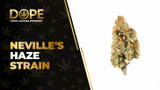 Neville's Haze Strain Review: Citrus & Uplifting Effects