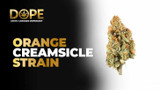 Orange Creamsicle Strain Review | Flavor & Effects