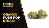 Orange Push Pop Strain Review: Citrus Flavour & Effects