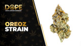 Oreoz Strain Review: Chocolate Cream & Heavy Relaxation