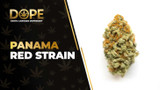 Panama Red Strain Review: Classic Energetic Sativa