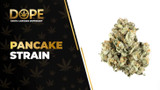 Pancake Strain Review: Sweet Flavor & Potent Hybrid Effects