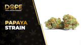 Papaya Strain Review: Tropical Flavor & Relaxing High