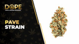 Pave Strain Review: Potent Effects, Flavor & THC Profile
