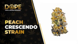 Peach Crescendo Strain Review: Flavor & Potent Effects