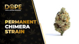 Permanent Chimera Strain: Flavor, Effects & THCA Flower