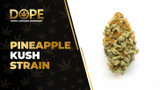 Pineapple Kush Strain Review: Tropical Calm & Flavor