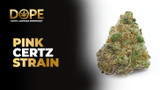 Pink Certz Strain Review, Information, Effects And More