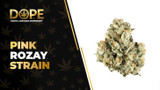 Pink Rozay Strain Review: Flavor, Effects & THC Guide