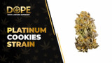Platinum Cookies Strain Review: Flavor, Effects & THC