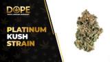 Platinum Kush Strain Review: Potent & Relaxing Indica