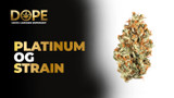 Platinum OG Strain Review and Info | Dope