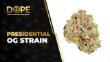 Presidential OG Strain Review: Potent OG Kush Effects