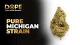 Pure Michigan Strain Review | Flavor, Effects & Grow Guide