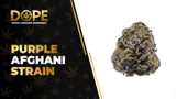 Purple Afghani Strain: Effects, Flavor & THCA Flower