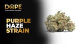 Purple Haze Strain Review | Effects, Flavor & Grow Guide