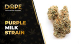 Purple Milk Strain Review: Sweet Berry Flavour & Effects